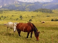 Dolomity, Drzewa, Konie, Góry, Łąki, Włochy, Wzgórza, Domy