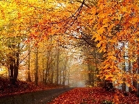 Drzewa, Jesień, Droga, Liście