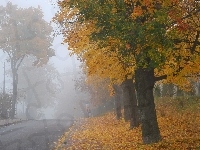 Drzewa, Jesień, Droga, Mgła