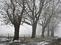Zima, Drzewa, Droga, Pole, Mgła