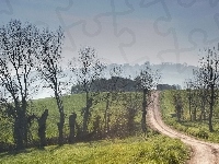 Drzewa, Pola, Droga, Mgła