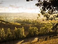 Drzewa, Pola, Droga, Panorama