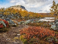 Drzewa, Góra, Jesień, Skały, Kolorowe, Laponia, Finlandia, Żółte, Rośliny
