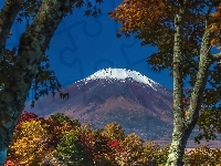 Drzewa, Wulkan, Góra, Fuji, Japonia