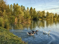 Drzewa, Staw, Gęsi