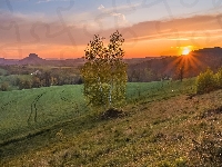 Drzewa, Zachód słońca, Pola, Niemcy, Łąka, Góra Lilienstein, Saksonia