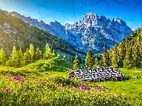 Łąka, Góry, Drzewa, Chatka