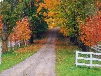 Drzewa, Liście, Droga, Jesień, Kolorowe