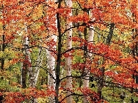 Drzewa, Kolorowe, Las, Jesień, Liście