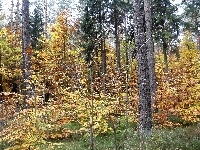 Drzewa, Liście, Las, Jesień, Żółte