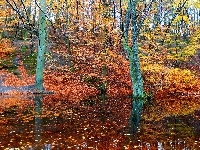 Drzewa, Las, Jesień, Staw