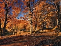 Jesień, Drzewa, Las