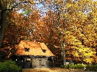 Drzewa, Lasek Miejski, Jesień, Liście