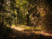 Ścieżka, Jesień, Ogród, Drzewa, Liście