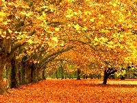 Drzewa, Piękna, Jesień, Liście