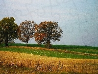 Jesień, Drzewa, Pole