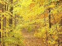 Jesienna, Drzewa, Ścieżka