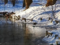 Jeziora, Drzewa, Kołki, Zima, Brzeg, Śnieg, Drewniane