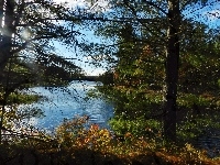 Drzewa, Jezioro