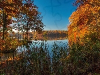 Drzewa, Jesień, Jezioro, Trawa