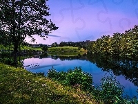 Jezioro, Drzewa, Rośliny