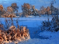 Drzewa, Zima, Zamarznięte, Jezioro, Krzewy