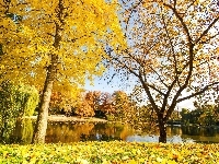 Drzewa, Staw, Jesień, Park, Kaczki, Liście