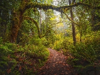 Drzewa, Stany Zjednoczone, Omszałe, Paprocie, Park Narodowy Redwood, Kalifornia, Ścieżka