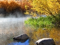 Drzewa, Jezioro, Kamienie, Trawa