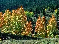 Drzewa, Jesień, Lasy, Kolorowe, Domek