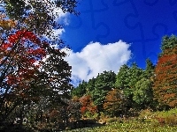 Drzewa, Jesień, Park, Kolorowe, Chmury
