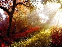 Drzewa, Promienie Słońca, Kolorowe, Ścieżka