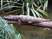 Konar, Aligator, Woda, Drzewa