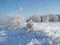 Krzewy, Drzewa, Śnieg