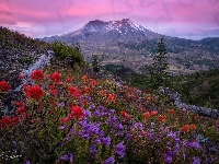 Wschód słońca, Góra, Stan Waszyngton, Stany Zjednoczone, Kwiaty, Góry Kaskadowe, Wulkan Mount St. Helens, Castilleja, Łąka, Drzewa