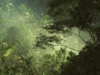 Las, Drzewa, Dżungla