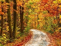 Drzewa, Jesień, Las, Ścieżka