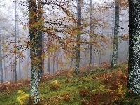 Drzewa, Mgła, Jesień, Las, Paprocie