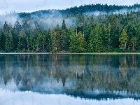 Drzewa, Jezioro, Las, Mgła