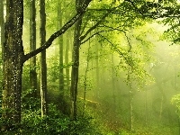 Las, Drzewa, Liście