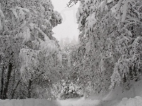 Drzewa, Śnieg, Las, Ośnieżone