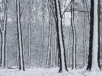 Śnieżne, Las, Drzewa, Pasy