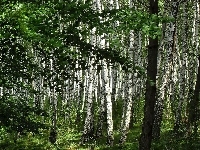 Drzewa, Borsk, Olcha, Kaszuby, Las, Brzozy