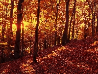 Drzewa, Gdańsk, Polska, Trójmiejski Park Krajobrazowy, Wschód słońca, Las Oliwski