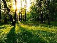 Drzewa, Słońca, Przyroda, Las, Promienie