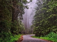 Stan Kalifornia, Drzewa, Mgła, Las, Stany Zjednoczone, Park Narodowy Redwood, Sekwoje