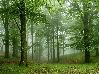 Drzewa, Zielony, Las, Mgła