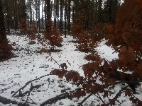 Drzewa, Zima, Las, Liście