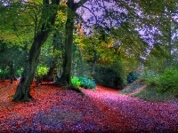 Ścieżka, Liście, Jesień, Drzewa, Kolorowe