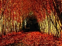 Liście, Drzewa, Jesień